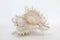 Conch shell, marine sea shell