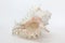 Conch shell, marine sea shell