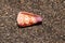 Conch shell of predatory sea snail. Conus Tessulatus from family MARINE GASTROPODS. Cone with orange spots on stony sand bedrock.