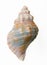 Conch shell, top view