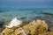 Conch Shell on Tropical Virgin Island Caribbean Beach