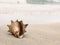 Conch shell washed up on the shore of a white sand beach