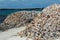 Conch Shells on Caribbean beach
