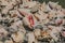 Conch Shells piled on the beach