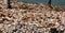 Conch Shells piled on the beach