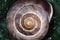 Conch snail on a leaf