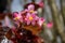 Conchita begonia flower, small garden flowers with different all of pink and red