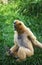CONCOLOR GIBBON OR WHITE CHEEKED GIBBON hylobates concolor, FEMALE CALLING OUT