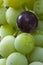 Concord Grapes