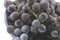 Concord grapes