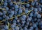 Concord grapes