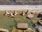 Concrete blocks and tetrapods on the beach