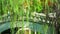 Concrete bridge chinese style and willow swaying in garden