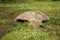 Concrete Bunker in Durres. Albania