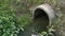 Concrete cylindrical canal drainage flows stagnant by the overgrowth plant and weed.