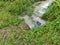 Concrete cylindrical canal drainage flows stagnant by the overgrowth plant and weed.