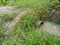 Concrete cylindrical canal drainage flows stagnant by the overgrowth plant and weed.