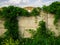 Concrete fence overgrown with lush ivy foliage