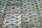 Concrete floor, Texture Decoration brick block on garden walkway, stone walk and pebble in Japanese park, green moss on ground