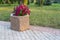 Concrete flowerbed with petunias in the Park at sunset