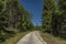 Concrete forest path in Slavkovsky Les national park in summer day