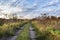 Concrete, grass-covered road passes through an abandoned field with a giant, toxic hogweed Heracleum or the cow parsnip ,