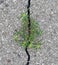 Concrete jungle - a weed growing in cracked asphalt