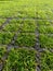 Concrete lawn grid. The grate protects the green