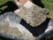 Concrete mortar mixed in black bucket with spade by worker in garden, close up