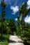 Concrete path in the middle of the jungle