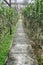 Concrete Pathway in orchid farm