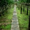 Concrete Pathway in orchid farm