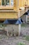 Concrete pillars base for structure of the house with wooden carcass