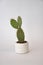 Concrete planter pot cylinder with cactus