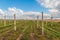 Concrete poles in an empty orchard