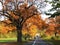 A concrete road passing through a forest during fall season