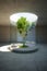 Concrete space interior with tree inside