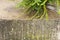 Concrete step in a garden grown with lichens