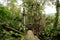 Concrete structure with stairs surrounded by jungle