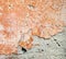 Concrete surface with the remains of orange paint and whitewash and partly fallen plaster