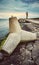 Concrete tetrapod breakwater on a pier at sunset