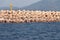 Concrete tetrapods make up a breakwater in Jeju Island