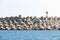 Concrete tetrapods make up a breakwater in Jeju Island