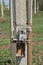 Concrete utility pole