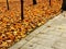 The concrete walkway in the public park beside with Red, Orange and Yellow maple trees and colorful maple leaves falling.