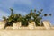 Concrete wall with big yellow Quince fruit tree growing behind