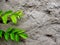 concrete wall with green tiny twig on it