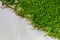 Concrete wall half covered with climbing plant