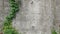 concrete wall, vintage style. as background with copy space. On the left side there are creepers.concrete wall with a