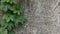 concrete wall, vintage style. as background with copy space. On the left side there are creepers.concrete wall with a
